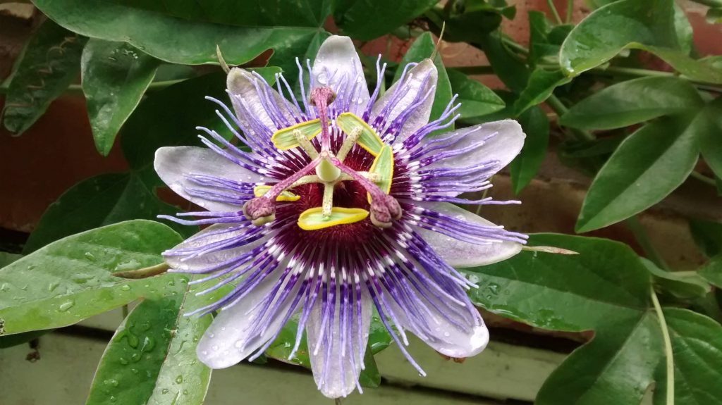 Passiflora caerulea flower