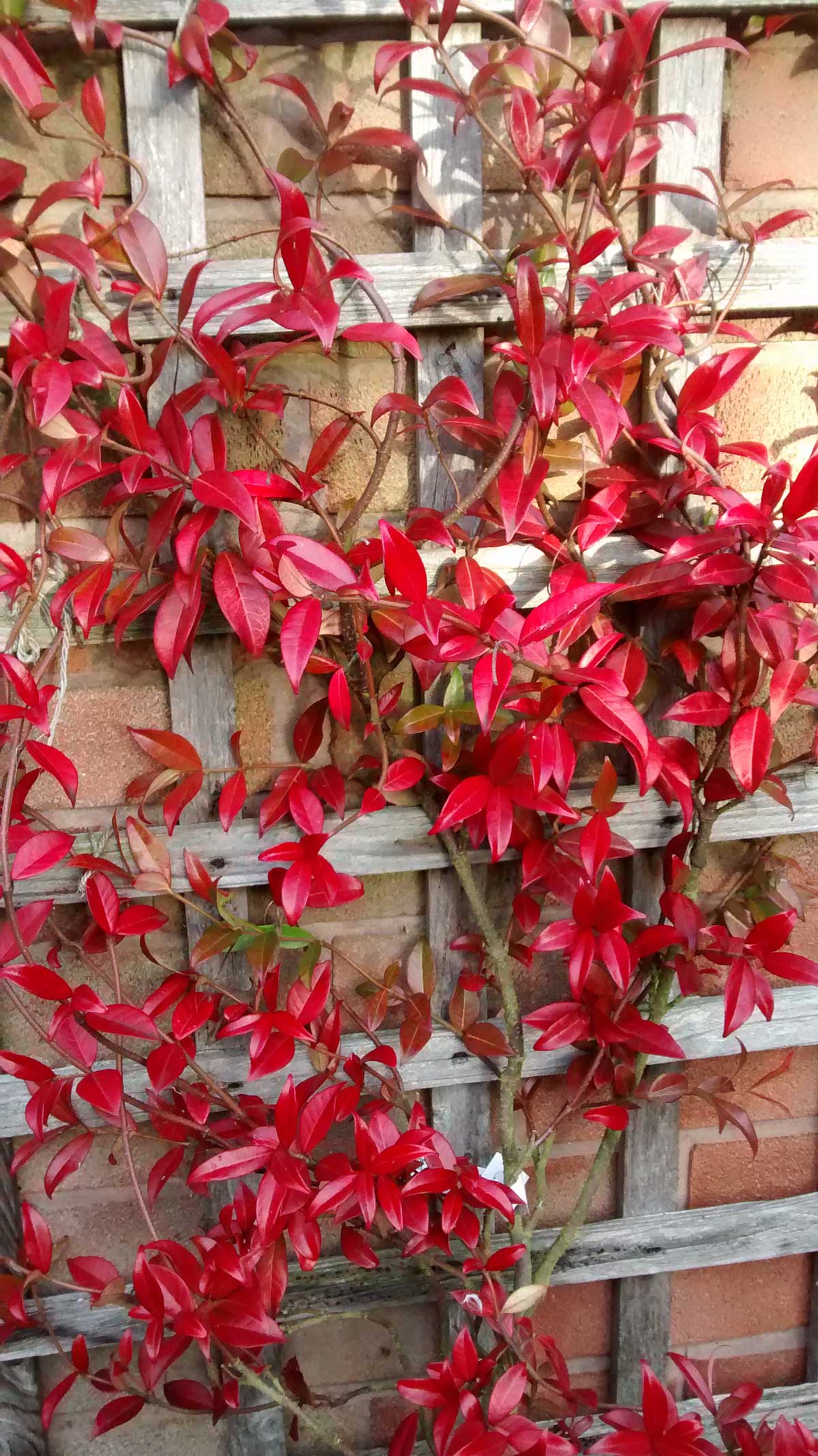 Autumn Tints In October Garden Mentor