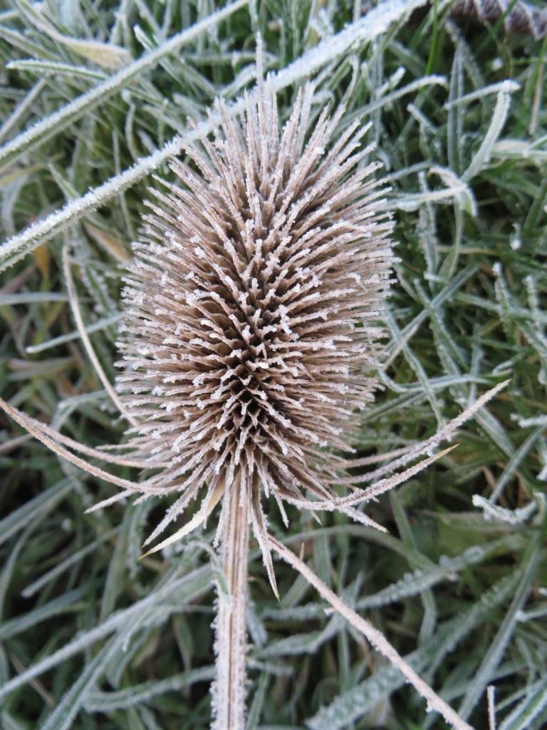 Teasel