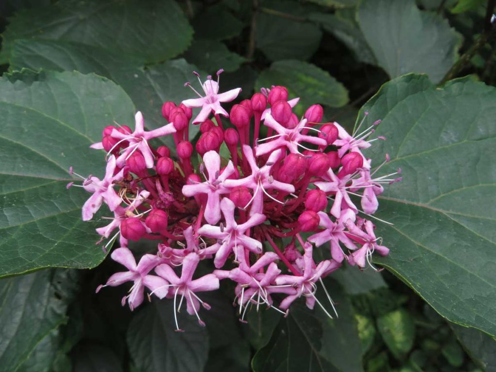 Clerodendrum Bungei