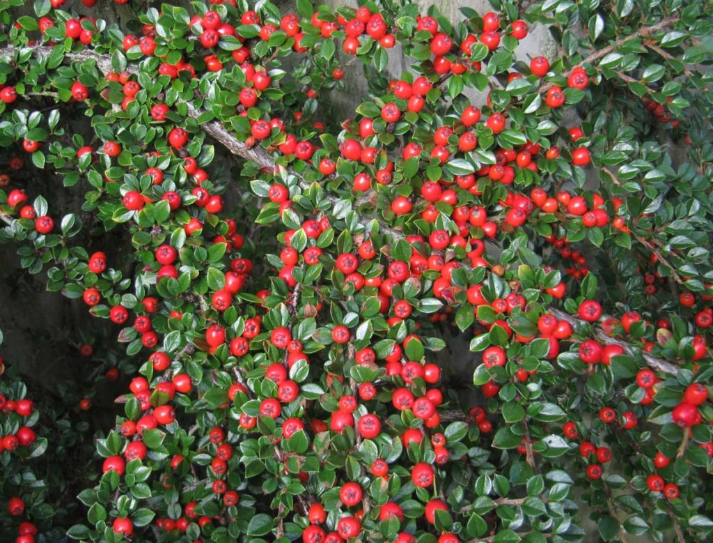 Cotoneaster horizontalis