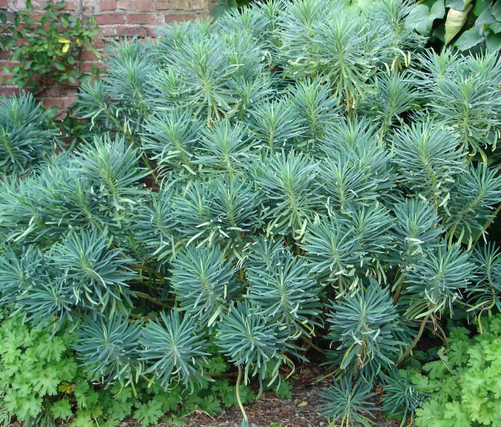 Euphorbia charcacias wulfenii
