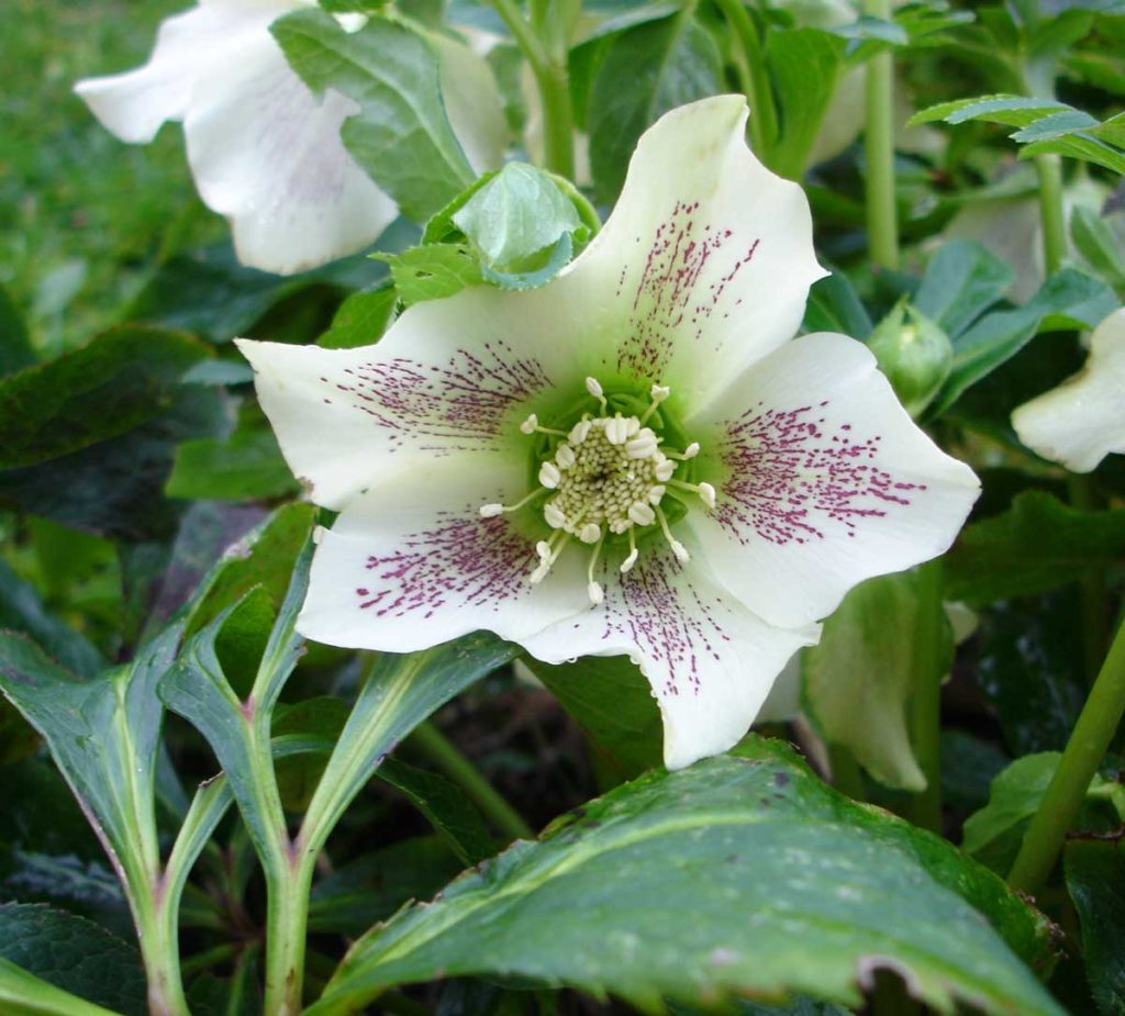 Hellebore