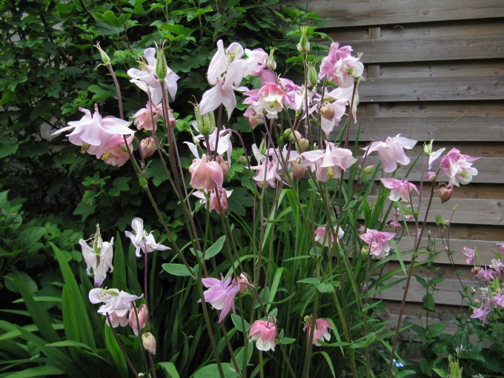 Aquilegia