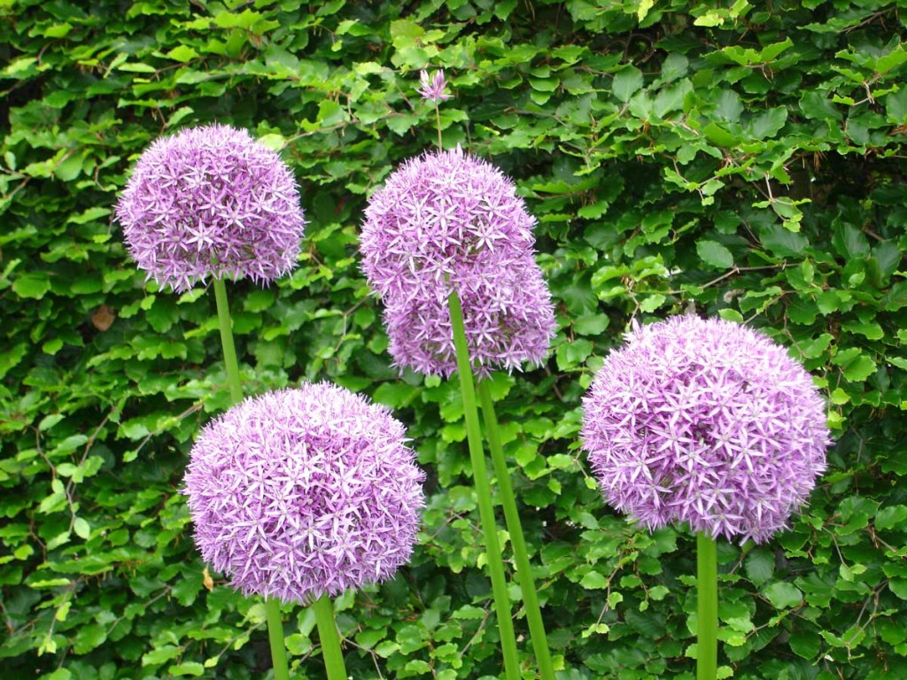 Alliums