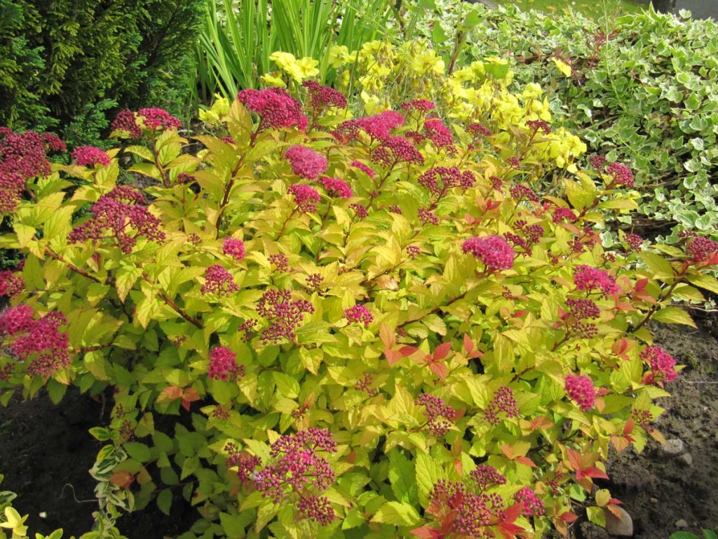 Spirea Golden Princess