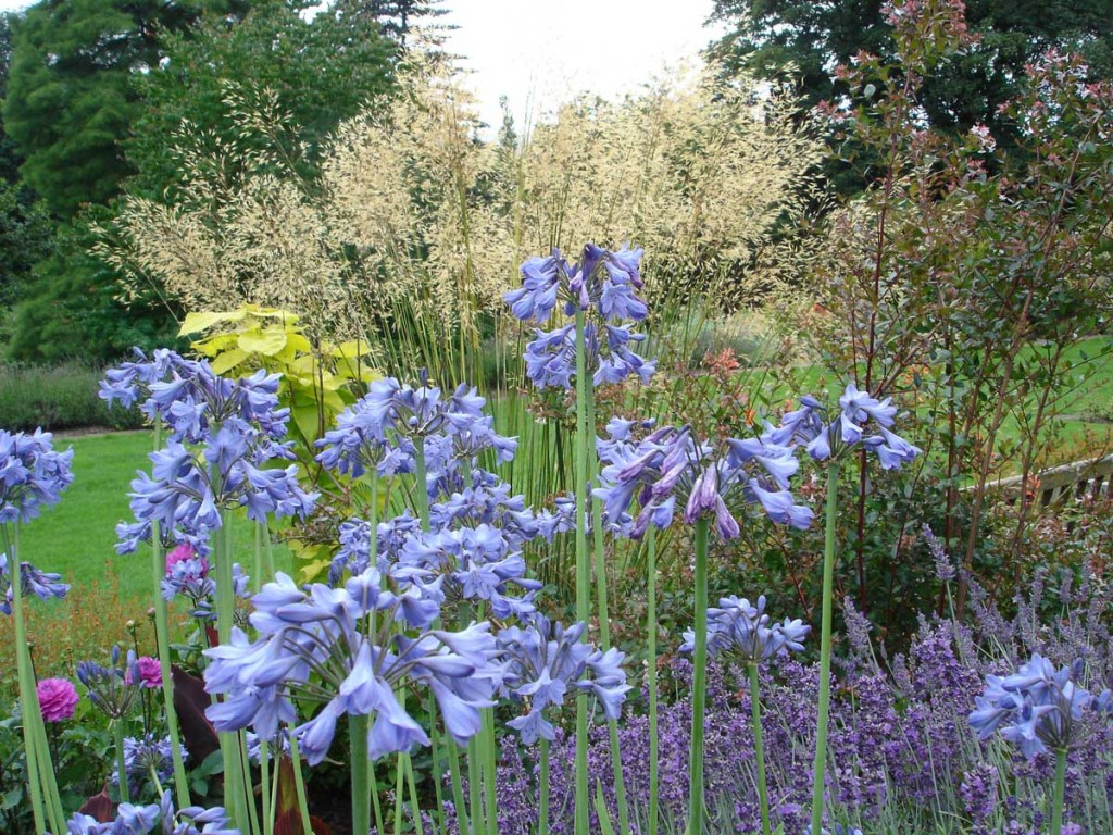 Agapanthus and Atipa