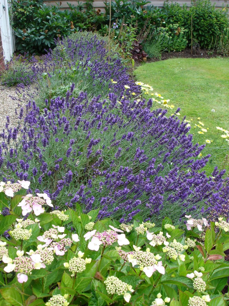 Lavender Hidcote