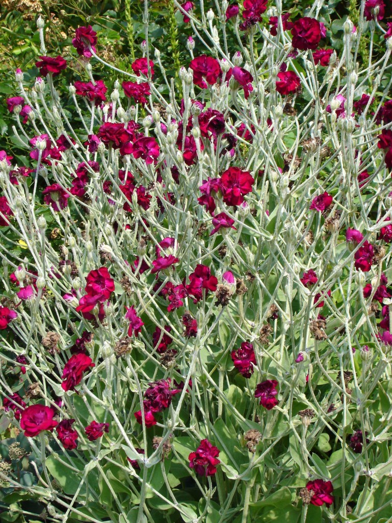 Lychnis Coronaria