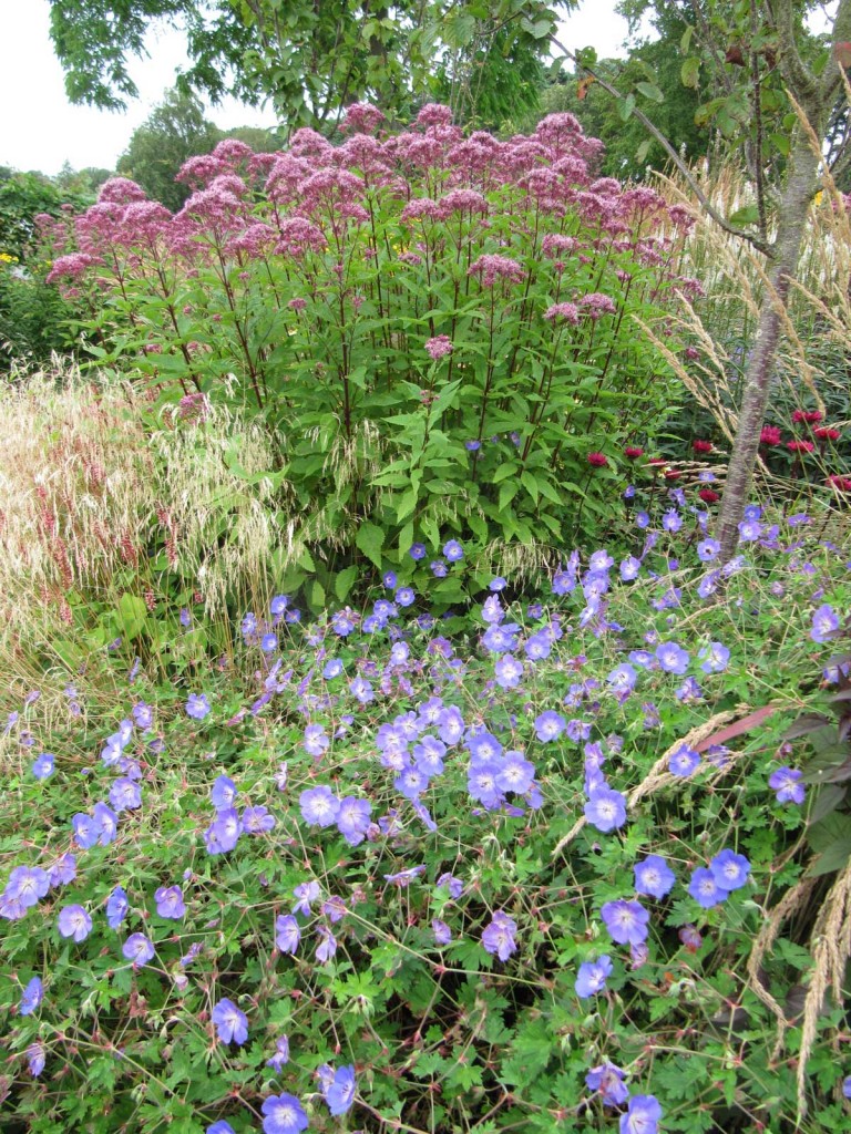 Eupatorium and Geranium