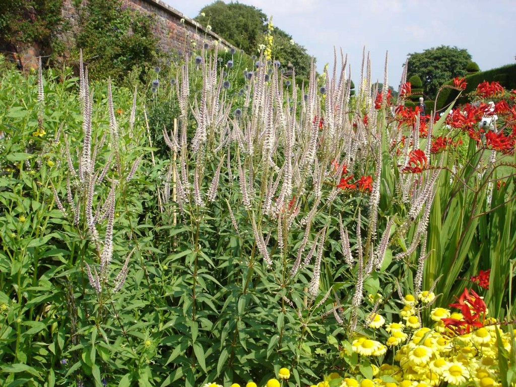 Veronicastrum Virginicum