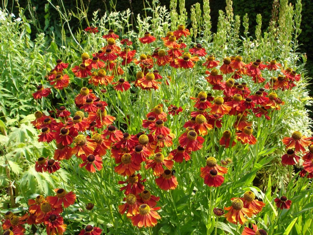 Helenium