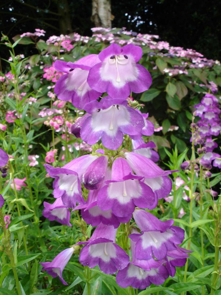 Penstemons