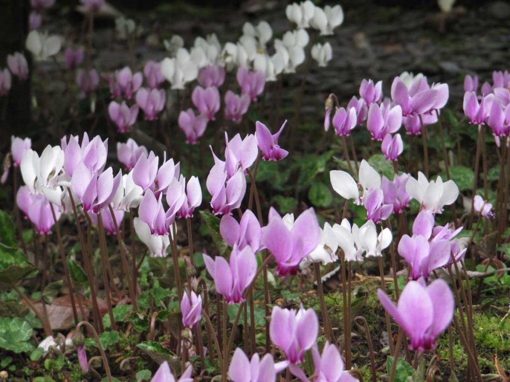 Cyclamen Hederifolium