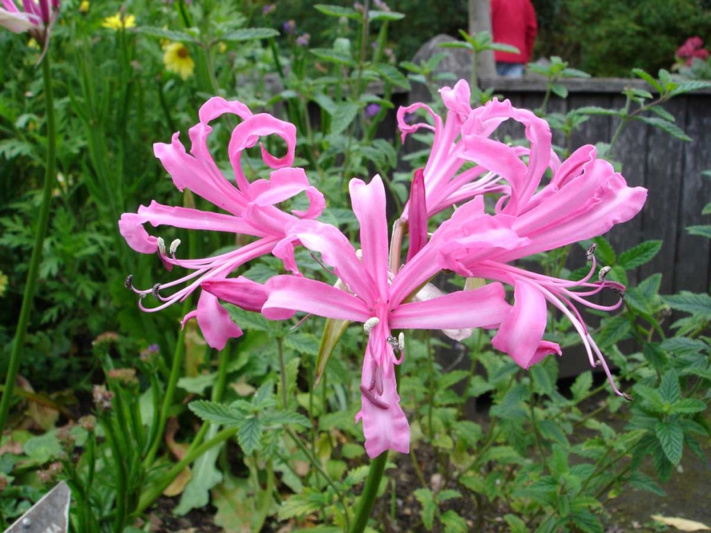 Nerine