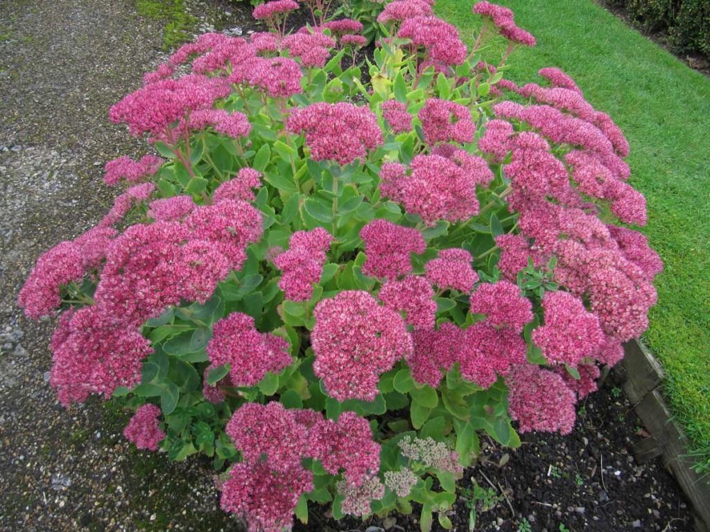 Sedum Spectabile