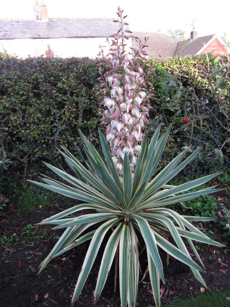 Yucca