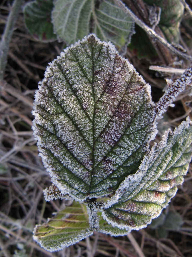 Blackberry leaf