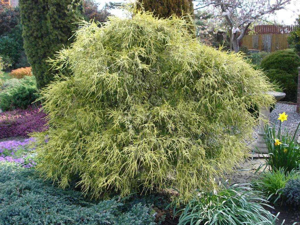 Chamaecyparis Pisifera