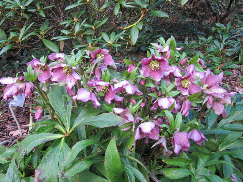 Hellebore