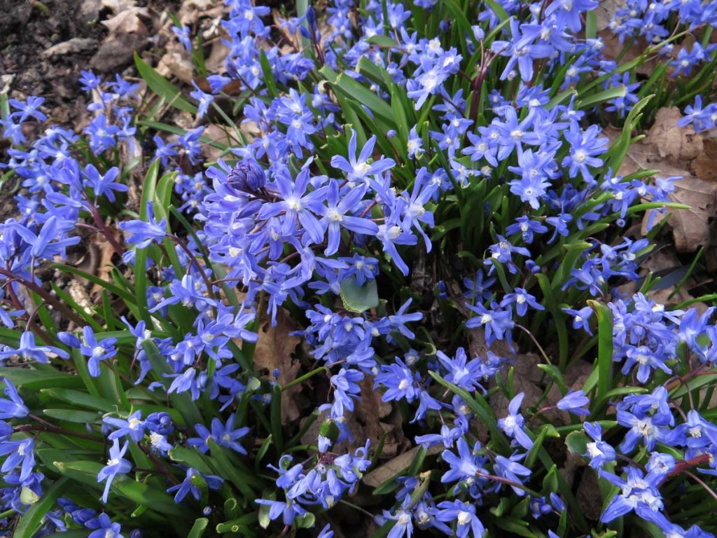 Chionodoxa