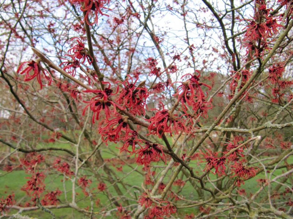 Hamamelis