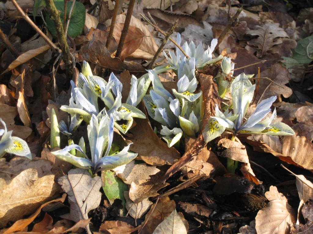 Iris Katherine Hodgkin