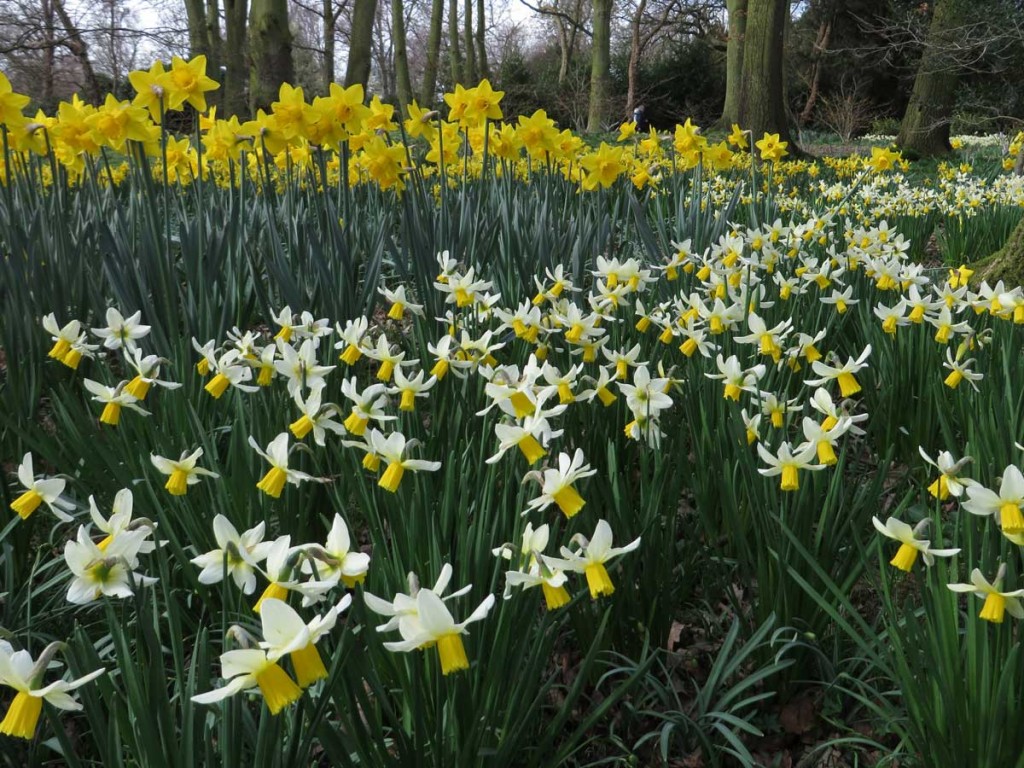 Daffodils