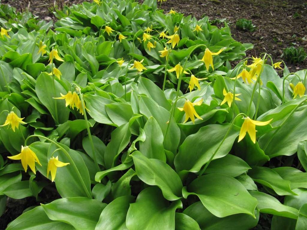 Erythronium