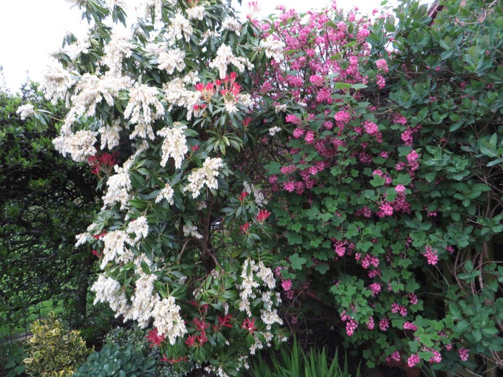 Ribes and Pieris