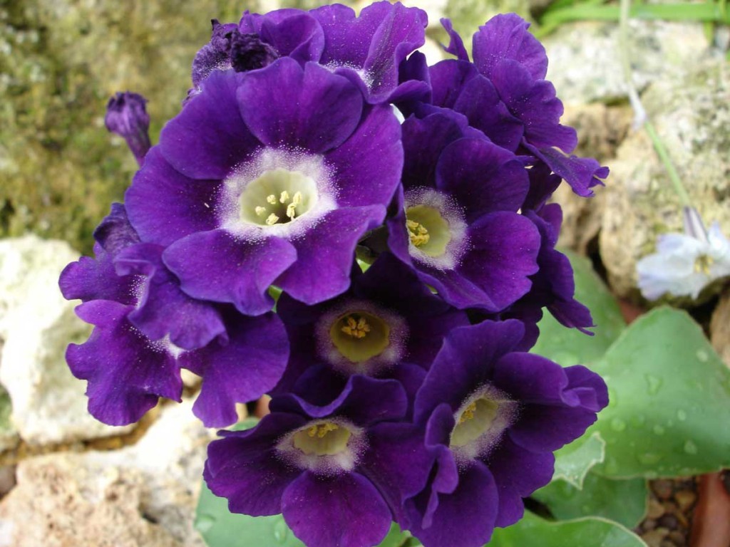 Auricula