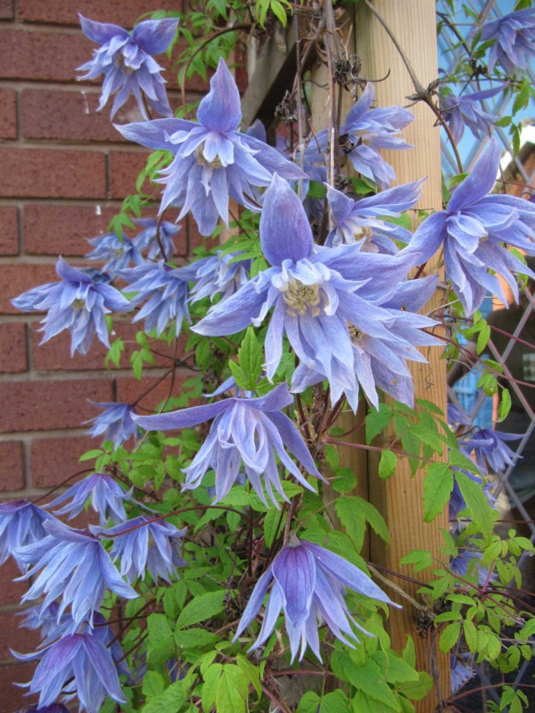 Clematis Alpina