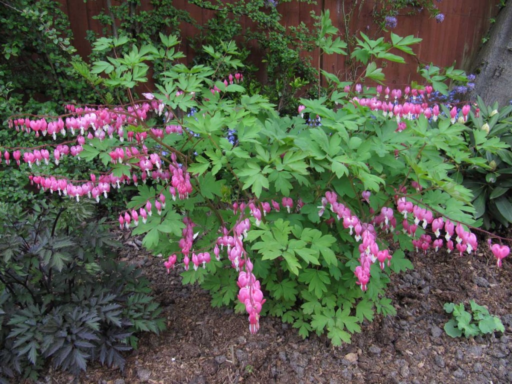 Dicentra Spectabilis