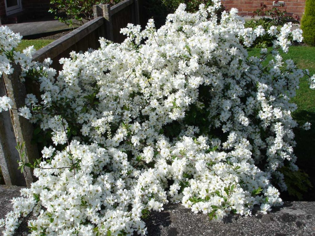 Exochorda x Macrantha The Bride