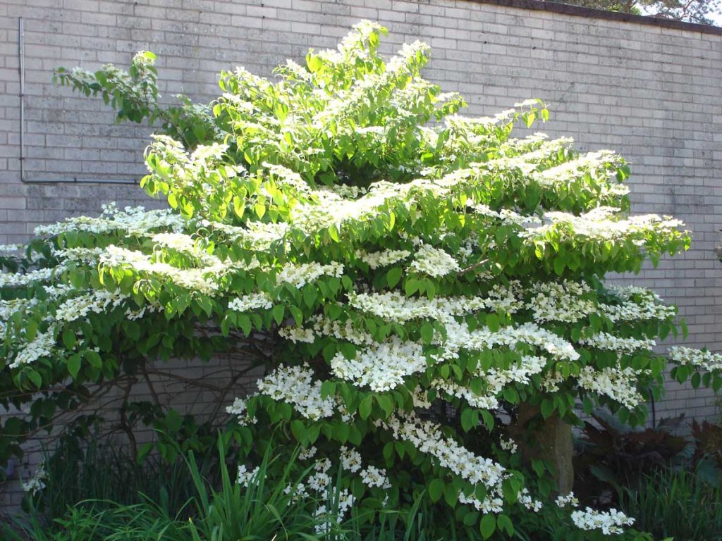 Viburnum Maresii