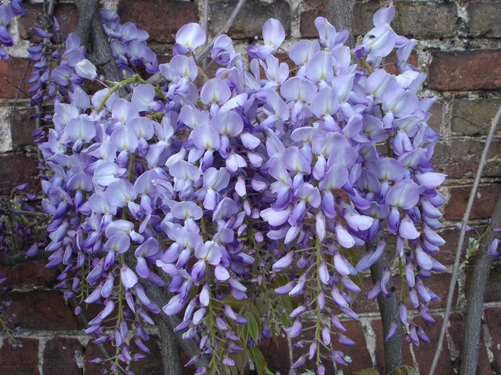 Wisteria