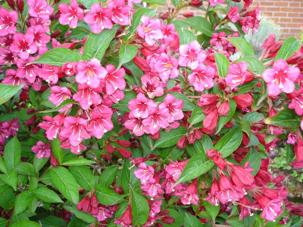 Weigela