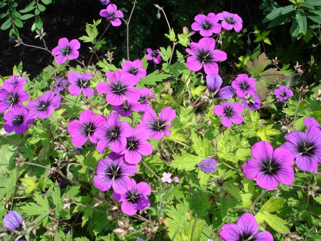 Geranium Ann Folkard