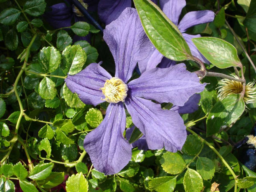 Clematis Perle d'Azur