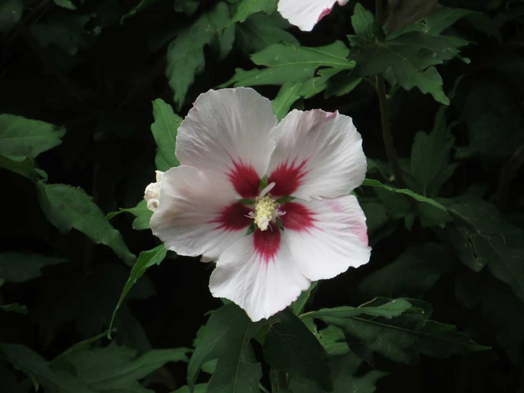 Hibiscus syriacus