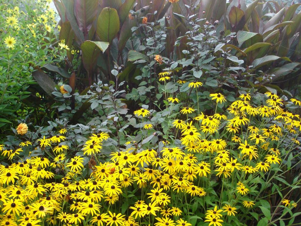 Rudbekia fulgida Goldsturm