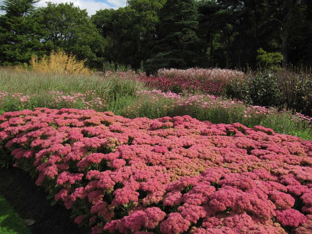 Sedum spectabile