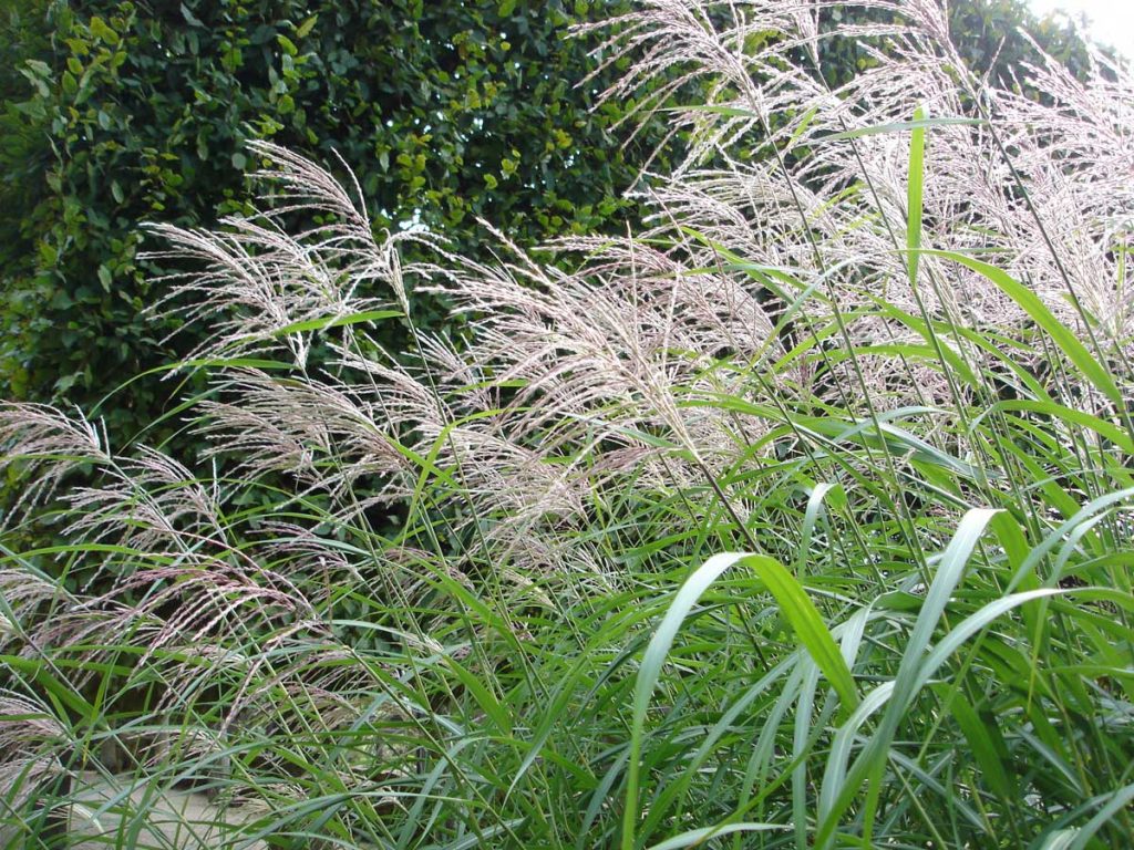 Miscanthus sinensis