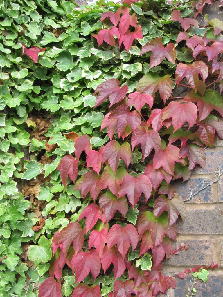 Parthenocissus