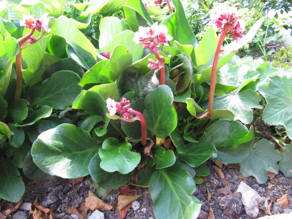 Bergenia Baby Doll