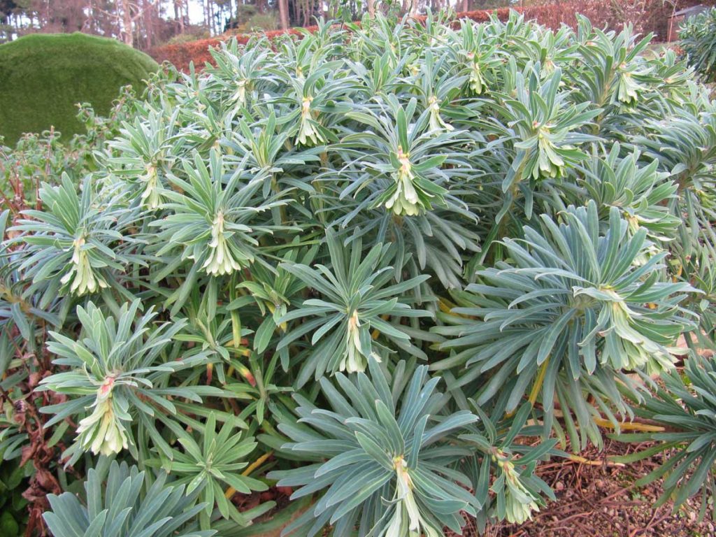 Euphorbia Wulfenii