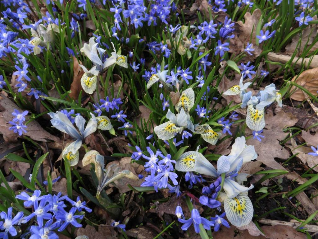 Chionodoxa & Iris Katherine Hodgkin