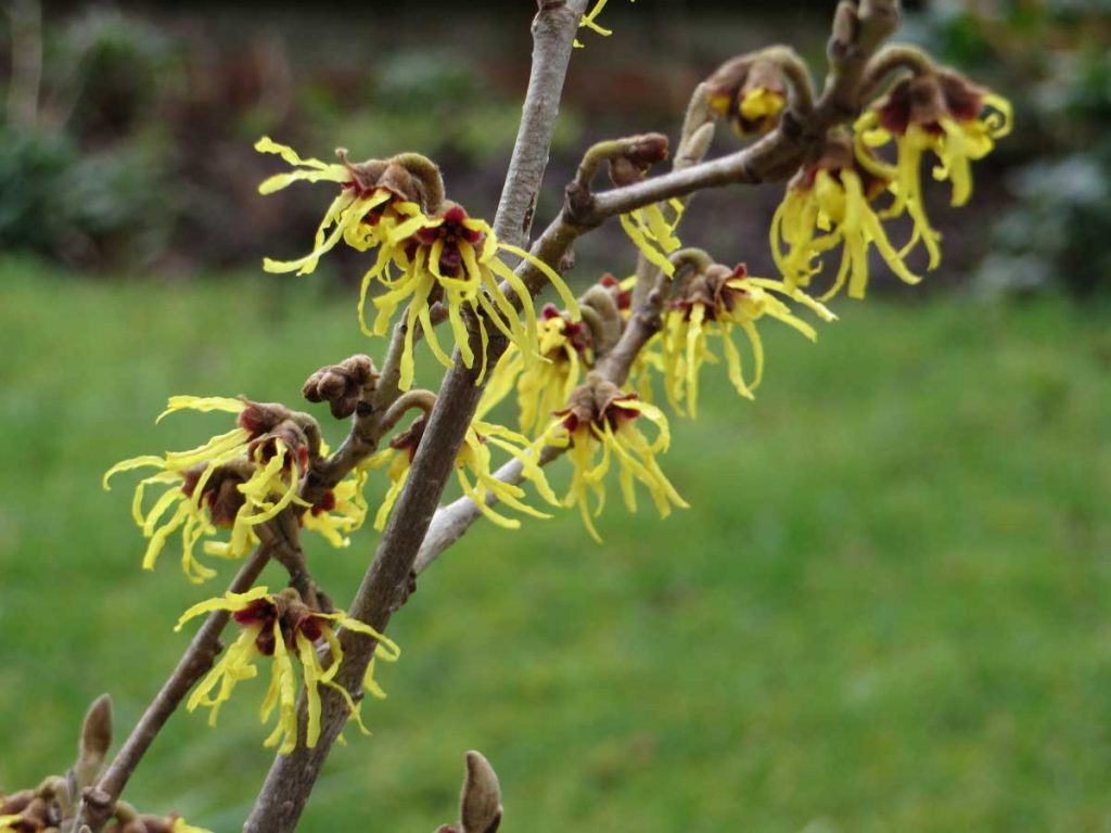 Hamamelis