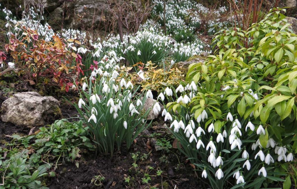 Snowdrops