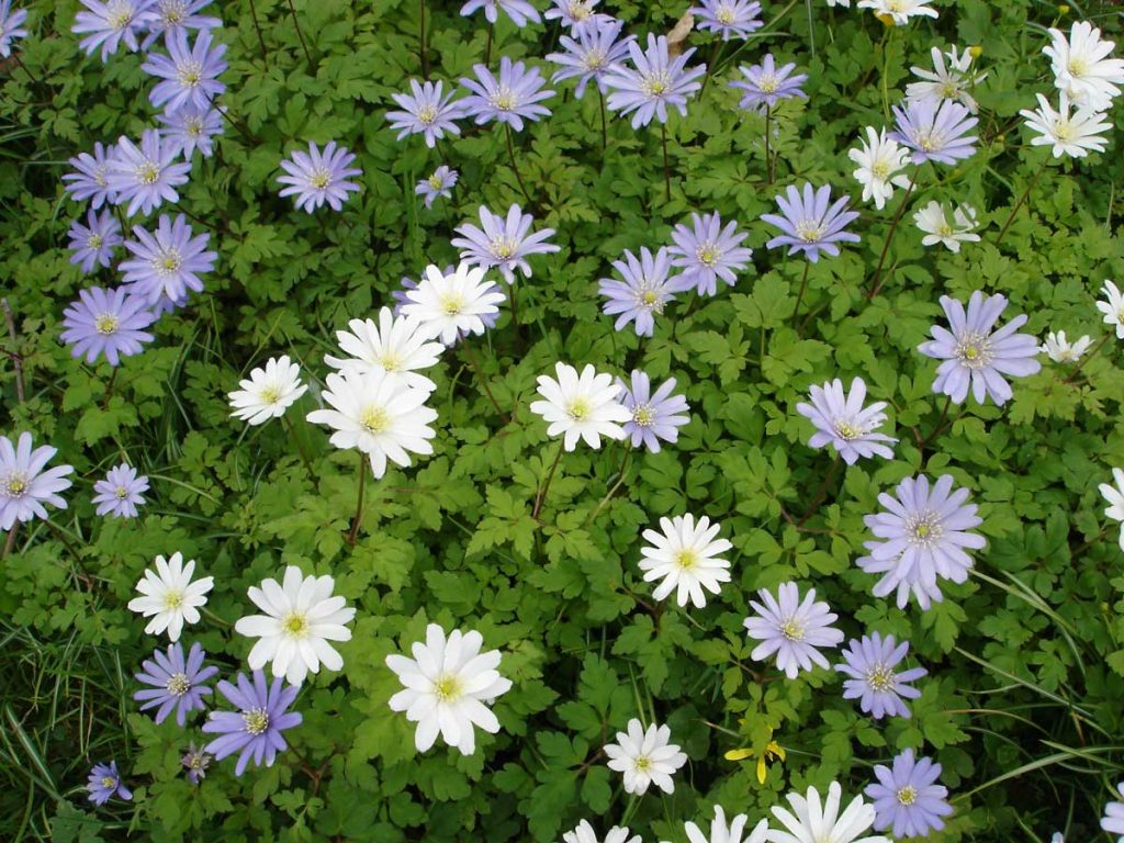 Anemone blanda